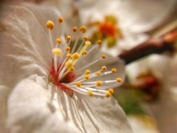 Close-up of white flower