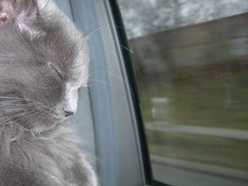 Cat looking through window