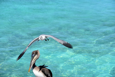 Amazing capture of a laughing gull in flight over a pelican in aruba.