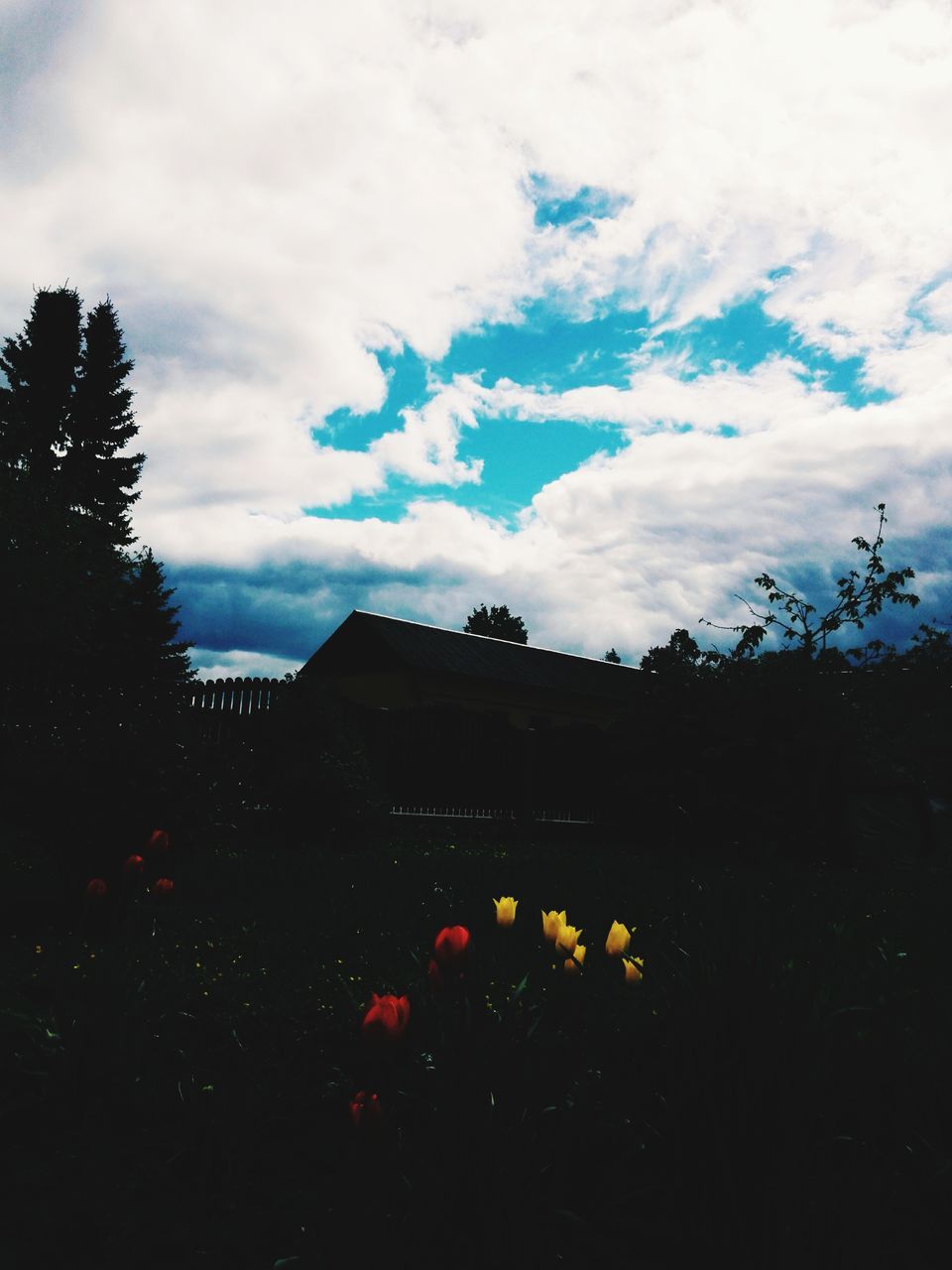 flower, sky, cloud - sky, growth, nature, no people, silhouette, beauty in nature, plant, day, outdoors, built structure, building exterior, architecture, tree, fragility, freshness