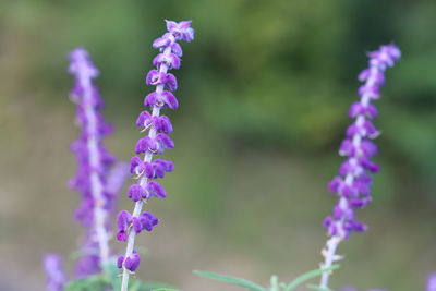 Close-up of purple flowering plant on field