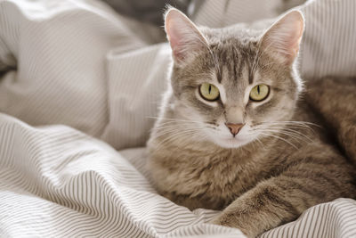 Close-up portrait of a cat on bed