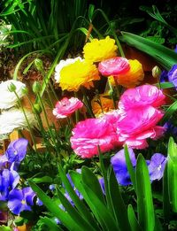 Close-up of purple flowers blooming