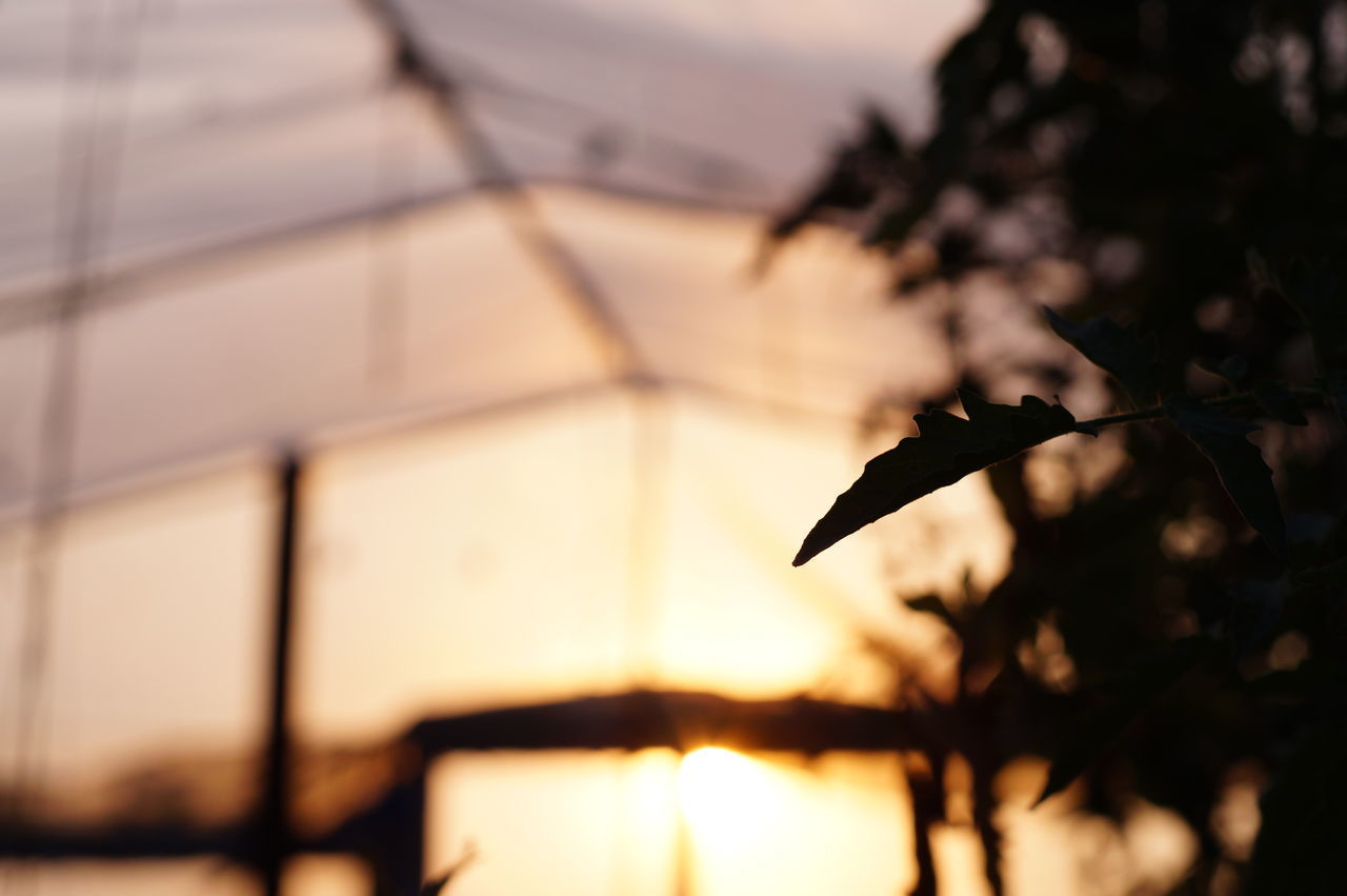 CLOSE-UP OF SILHOUETTE PLANT AGAINST SKY