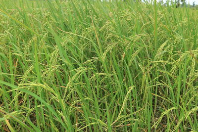 Full frame shot of crops growing on field