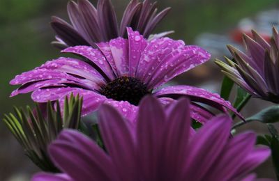 Close-up of pink flower