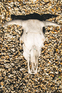 Close-up of animal skull