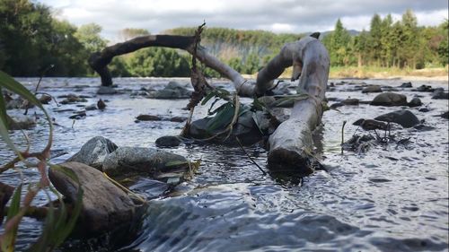 Water flowing from tree