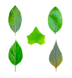 Close-up of green leaves against white background