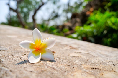 Close-up of frangipani flower