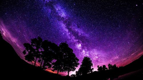 Low angle view of trees against sky at night