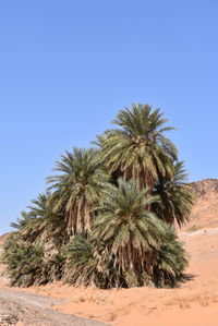 Palm trees on desert against clear blue sky