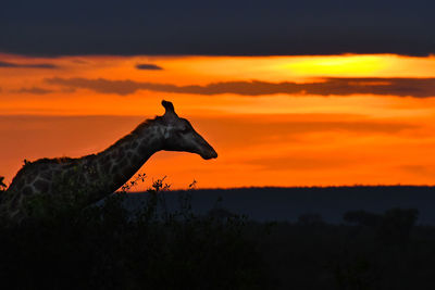 Silhouette bird on a rock