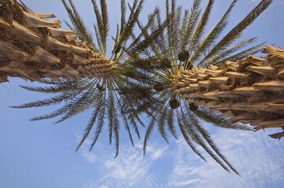 Low angle view of palm tree against sky