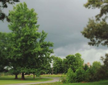 Trees growing on landscape