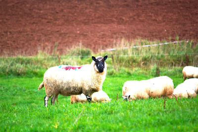 Sheep in a field