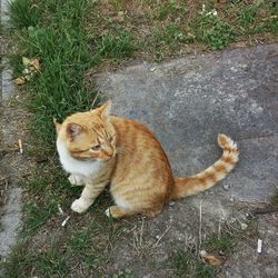 High angle portrait of cat sitting on grass