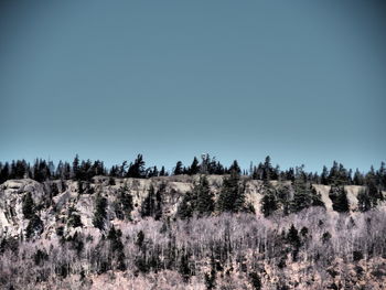 Panoramic shot of trees on field against clear sky