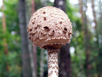 Close-up of mushroom growing in forest