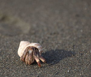 Closeup portrait of hermit crab pagurus samuel is on empty beach corcovado national park, panama