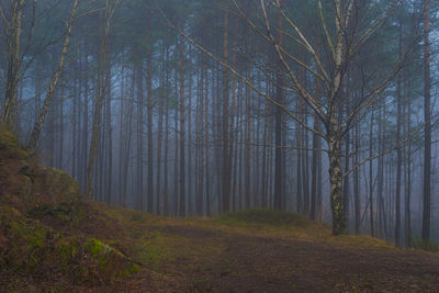 Trees growing in forest