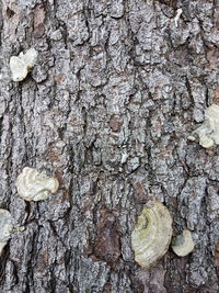 Close-up of tree trunk