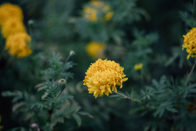 Close-up of marigold blooming outdoors