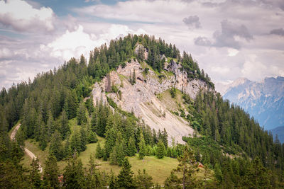 Panoramic view of pine trees against sky