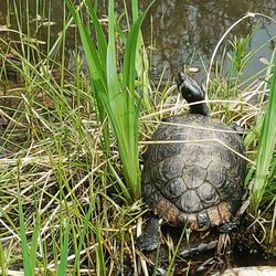 Close-up of tortoise on grass by lake