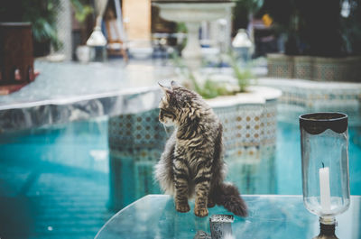 Cat sitting by swimming pool