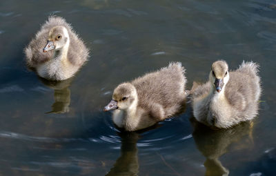 High angle view of ducks in lake