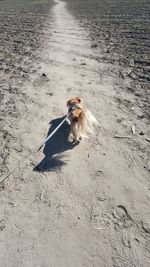 High angle view of dog on field