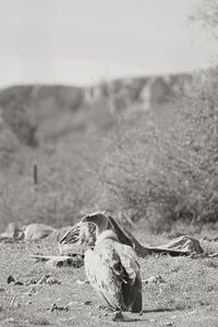 Close-up of a horse on field