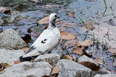 Birds on ground