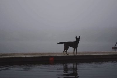 Silhouette of horse in sea