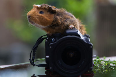 Close-up portrait of a camera and guinea pig