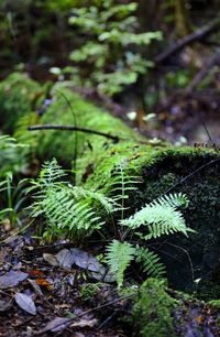 Close-up of fern in forest