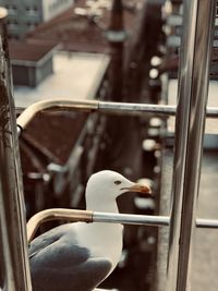 Close-up of seagull perching on railing