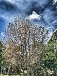 Low angle view of bare trees against sky