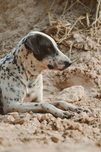 Close-up of a dog looking away