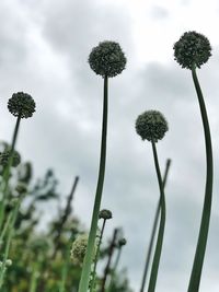 Close-up of thistle against sky