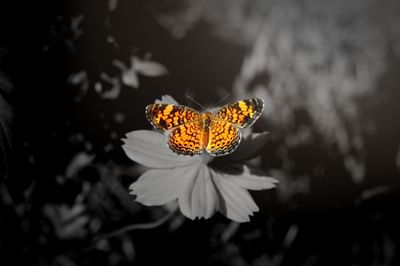 Close-up of butterfly pollinating on yellow flower