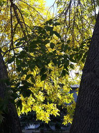 Low angle view of yellow tree against sky