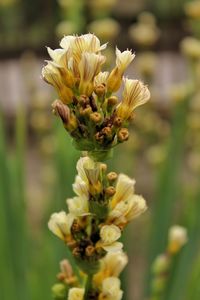 Close-up of flowers blooming outdoors