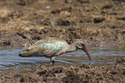 Side view of bird drinking water in lake