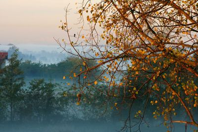 Bare trees against sky during sunset