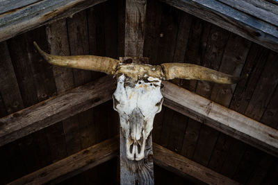 Low angle view of animal skull