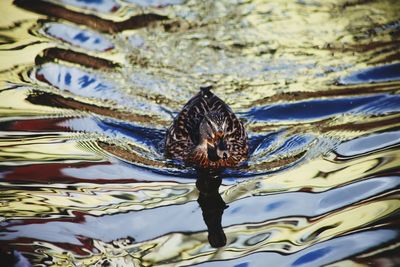 Close-up of duck swimming in lake