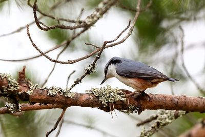 Close-up of bird perching on branch