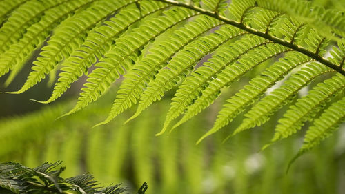 Close-up of palm tree